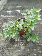 Mięta pieprzowa sadzonka