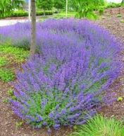 kocimiętka sadzonki 30 sztuk wieloletnia miododajna od 5 cm do 10 cm PO 1zł