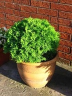 Thuja-tuja Danica - sadz.z poj. - NISKA KULKA