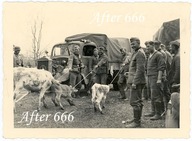 II WOJNA ŚWIATOWA -WEHRMACHT - III RZESZA - KRADZIEŻ KRÓW