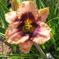 LILIOWIEC DARING DECEPTION 12 cm kwiaty Z FALBANKĄ brudny róż sadzonki