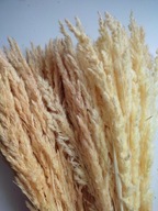 trawa leśna naturalna suszona susz krajowy zboże bukiet trzcinnik palmy