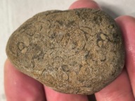 Skamieniałe koralowce algi glony agaty muszlowe