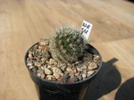 Kaktus ,Rebutia, Mediolobivia camargoensis WR 311