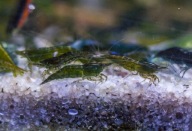 Zielone krewetki akwariowe dla początkujących Green Jade Dark 10 szt.