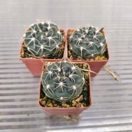 *KAKTUSY* GYMNOCALYCIUM SIGELIANUM