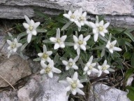 Szarotka alpejska Leontopodium alpinum