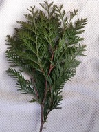 ŚWIEŻE Gałązki świąteczne Tuja ozdobna ok 50 cm 50 sztuk na stroiki wianki