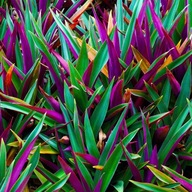 Reo meksykańskie ! Purpurowy Skarb !