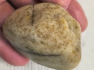 Skamieliny minerały koralowce