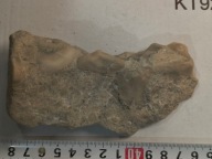 Skamieniały koralowiec osad z dna dawnego oceanu