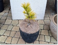 Pinus pungens 'Mountain Gold' - !!!