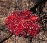 Rosiczka - Drosera spatulata x50 nasiona!! Świeże!
