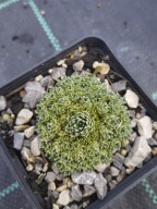 Skalnica - Saxifraga 'Cicero'