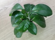 Hoya Hoja FUNGII ukorzeniona