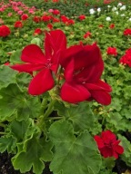 Pelargonia zonale- stojąca Dark Red