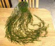 Hoya LINEARIS ZE ZDJĘCIA, długość najdłuższego pędu ok. 100 cm