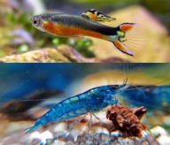 Gupiki Santa Maria 5x + krewetki niebieskie 5x zestaw życia do akwarium