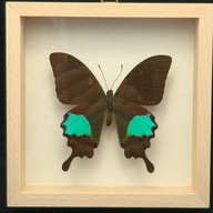 Motyl w gablotce Papilio Arjuna Battacorum