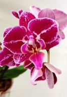 PHALENOPSIS storczyk multiflora `30