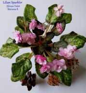 Fiołek afrykański @cięty liść @ Lilian Sparkler @ standard