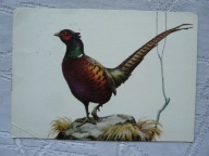 BAŻANT PIECZĄTKA Z ZOO CHORZÓW