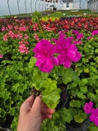 Pelargonia peltatum - wisząca- fiolet Temprano Amethyst