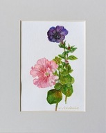 petunia botanika kwiaty martwa natura akwarela na papierze