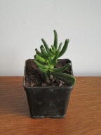 Grubosz Uszy Szreka Crassula ovata 'Gollum' p7