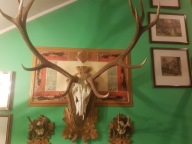 Poroże jelenia-12stak koronny + 2parostki Muszyna