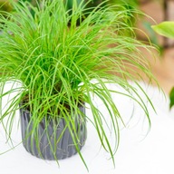 Trawa dla kota Fazenda-tarawa dla kota 500 g