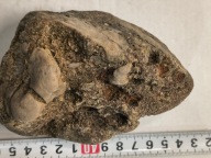 Skamieliny koralowce minerały