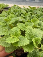 Melissa ogrodowa ładna sadzonka - rozsada