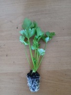 sadzonki selera naciowego 10 sztuk