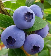 Borówka amerykańska "Patriot'' WCZESNA długie owocowanie idealna do ogrodu