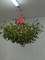 Naturalna kula Jemioły 50 cm Elegancka Dekoracja Świąteczna w rozmiarze M