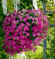 Petunia zwisająca Supertunia VISTA Raspberry Star