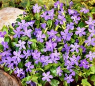 Barwinek pospolity - vinca minor (18a) - 0,5 l