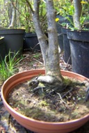 Klon palmowy czerwony Kałaii okaz 17 letni bonsai na taras szczepiony inny