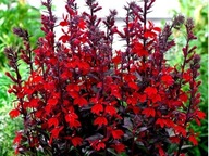 Lobelia okazała 'Starship Scarlet' poj.2l