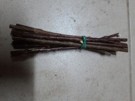 SZTOBRY Wierzba Amerykańska, amerykanka na plecionki miododajna