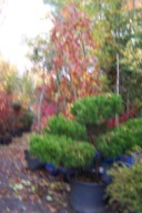 Buk fountain pendula zielony szczepiony przewieszony okaz 30 letni inny