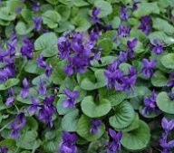 Fiołek Wonny Jadalne Kwiaty Sadzonki 5 szt.