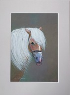 koń portret konia akwarela na papierze