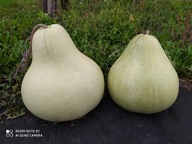 Tykwa Hawaiian Dance Mask Nasiona. Wysyłka z Dostawą 2 - 6 dni!