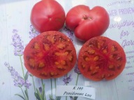 Pomidor K 149 Cherokee Purple x Malinowy Kozula nasiona kolekcjonerskie