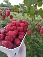 MALINA GLEN AMPLE SADZONKI MALIN BEZKOLCOWE LETNIA ODMIANA MALINY CZERWONA