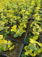 Żółta Trzmielina Emerald Gold w doniczce P9 10-15 cm dobrze ukorzeniona