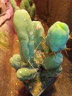 Kaktus Trichocereus bridgesii forma monstruosa peenis 2+gratisy + ogrzewacz