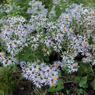 ASTER WIELKOLISTNY unikatowy aster do PÓL CIENIA zakwita wcześniej SADZONKI